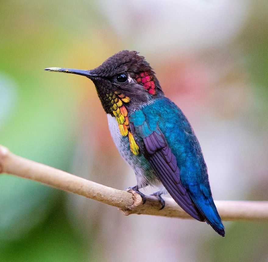19 Things To Know About Hummingbirds