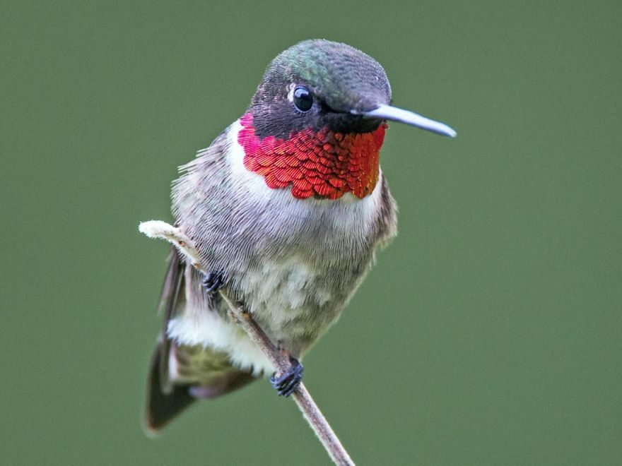 19 Things To Know About Hummingbirds 19 Things To Know About Hummingbirds