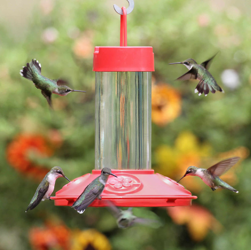 19 Things To Know About Hummingbirds 19 Things To Know About Hummingbirds