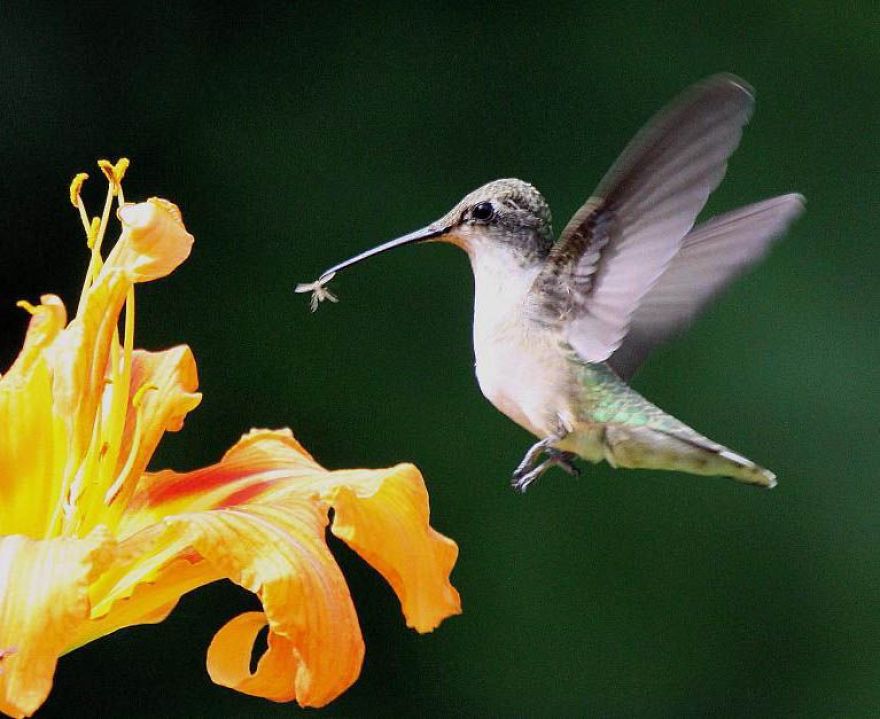 19 Things To Know About Hummingbirds 19 Things To Know About Hummingbirds