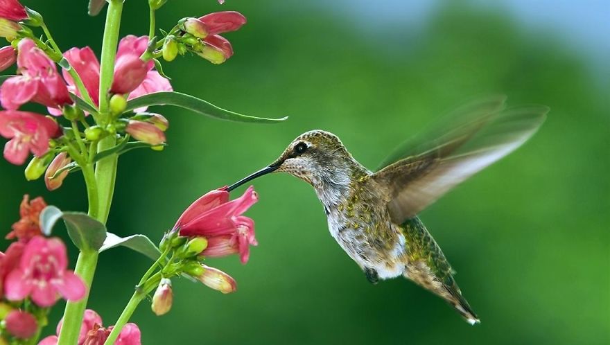 19 Things To Know About Hummingbirds