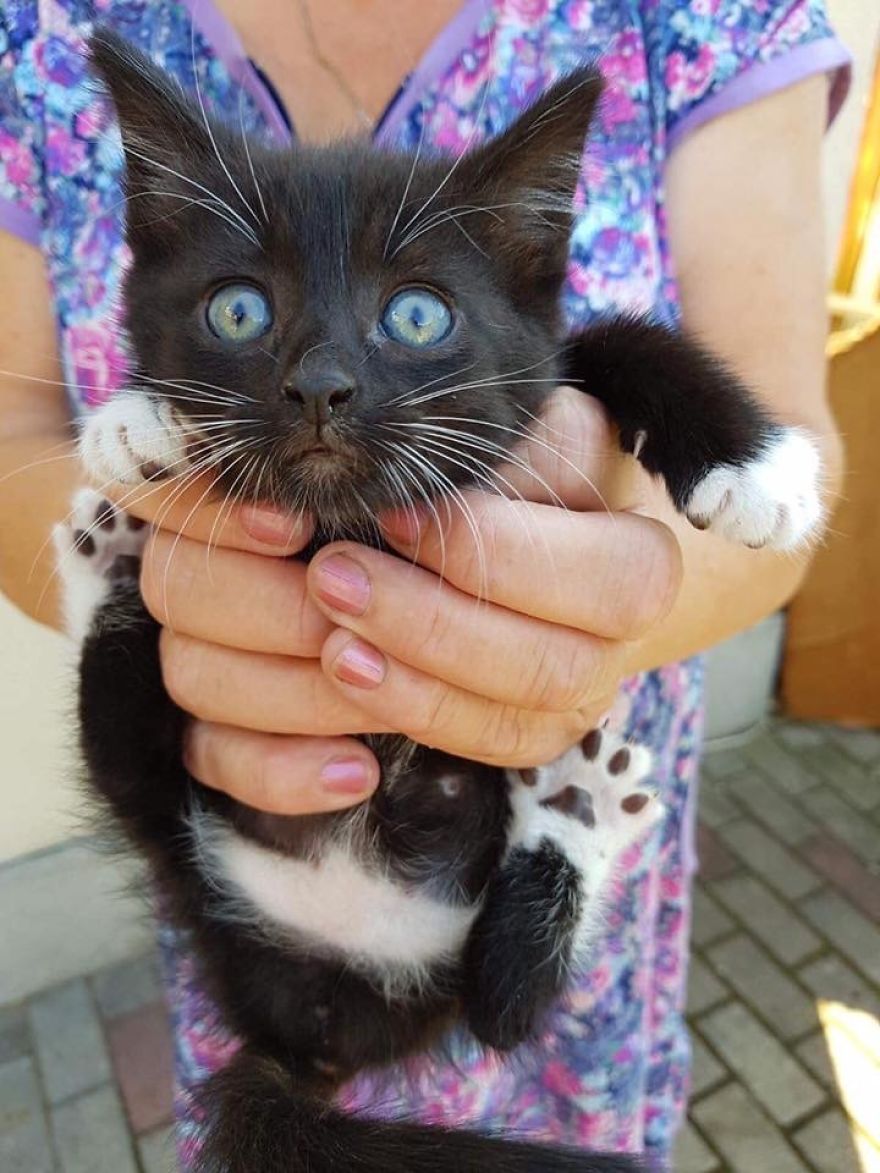 Stray Cats Need Medical Care