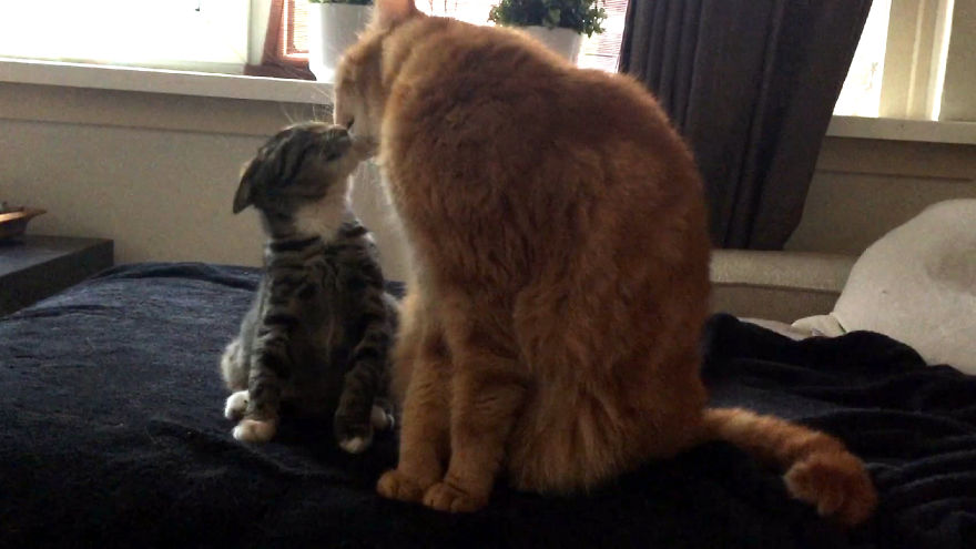Cat Meets Kitten For The First Time (7 Steps Of Acceptance) Cat Meets Kitten For The First Time (7 Steps Of Acceptance)