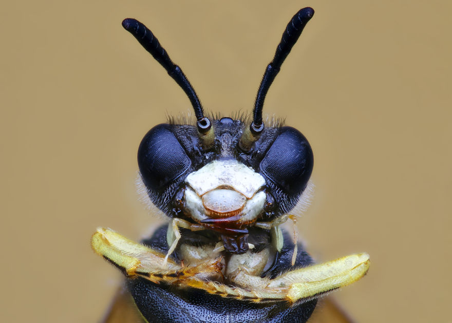 These Portraits Of Insects Will Make You Look At Them In A Whole New Light!
