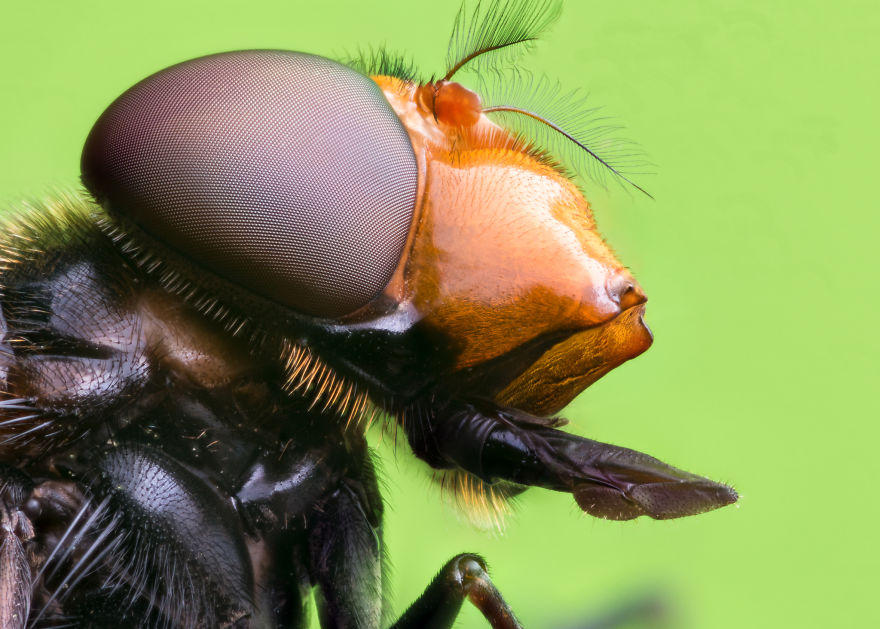 These Portraits Of Insects Will Make You Look At Them In A Whole New Light!
