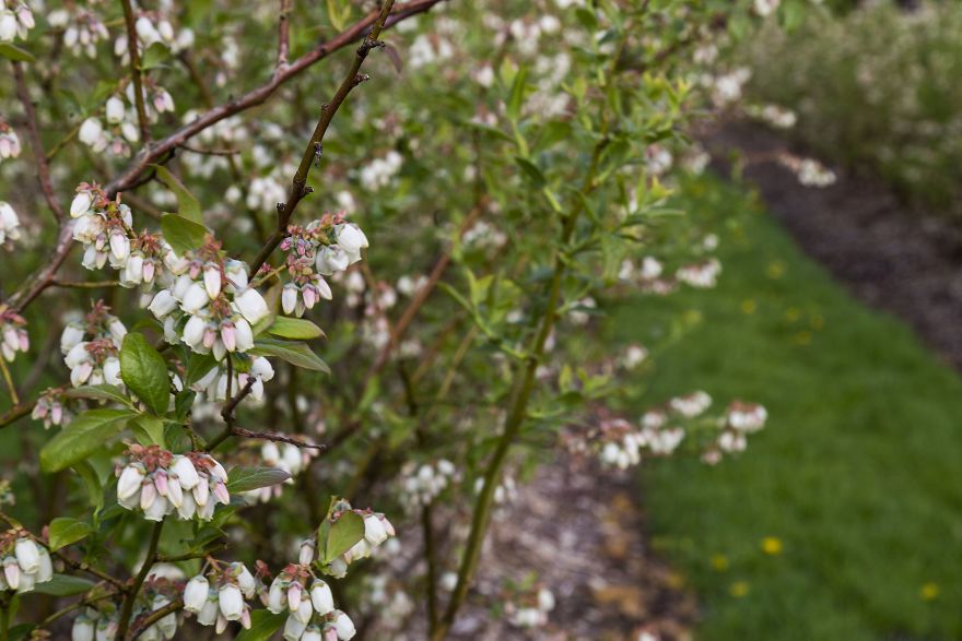 I Photographed The Life Cycle Of Blueberries, And I Couldn't Have Imagined It Being So Beautiful I Photographed The Life Cycle Of Blueberries, And I Couldn't Have Imagined It Being So Beautiful