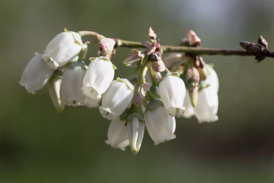 I Photographed The Life Cycle Of Blueberries, And I Couldn't Have Imagined It Being So Beautiful