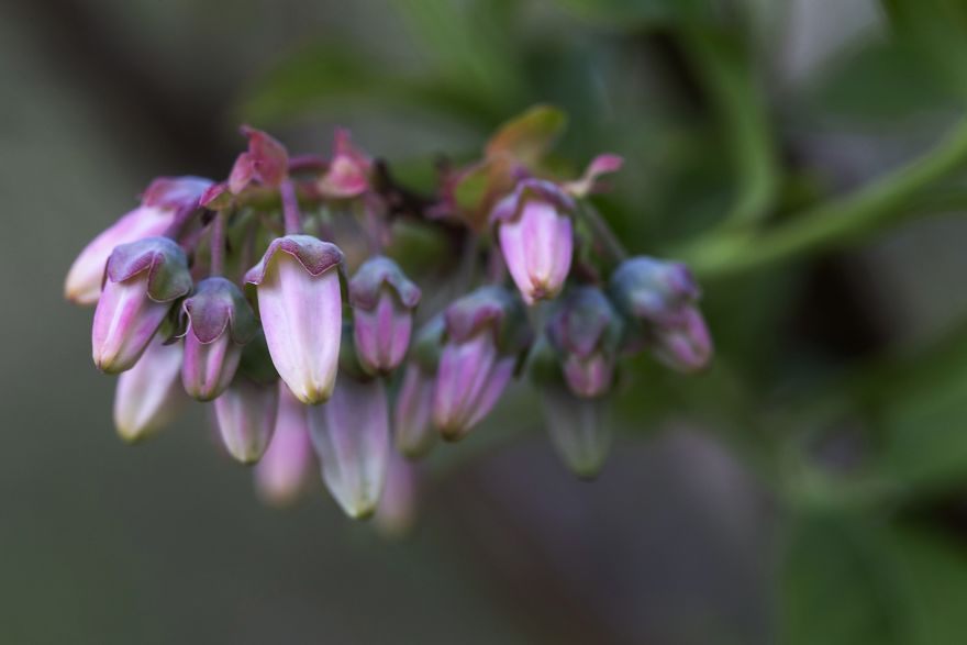 I Photographed The Life Cycle Of Blueberries, And I Couldn't Have Imagined It Being So Beautiful I Photographed The Life Cycle Of Blueberries, And I Couldn't Have Imagined It Being So Beautiful