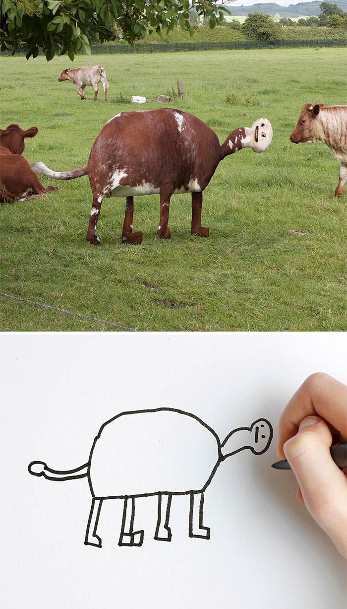 Cow Drawing