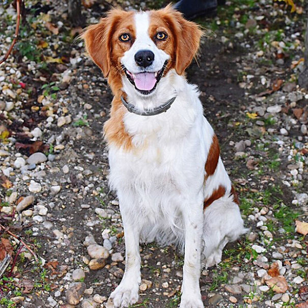 Kooikerhondje
