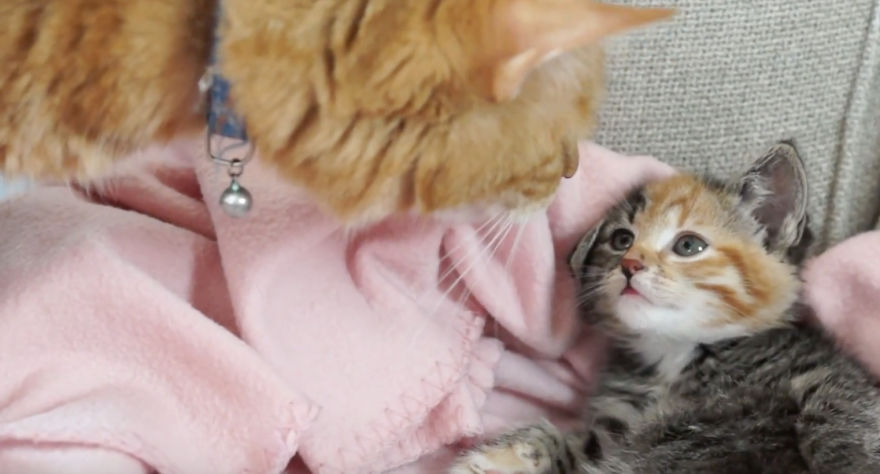 Cat Meets Kitten For The First Time (7 Steps Of Acceptance) Cat Meets Kitten For The First Time (7 Steps Of Acceptance)