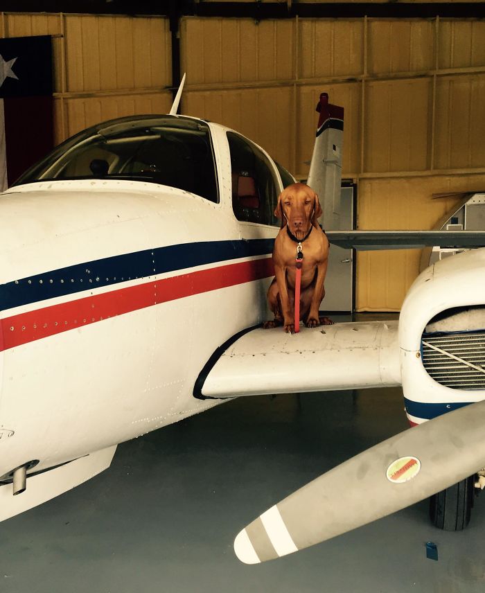 Dog Waits For His Owner To Arrive Home In A Unique Way, And It's Hilarious Dog Waits For His Owner To Arrive Home In A Unique Way, And It's Hilarious