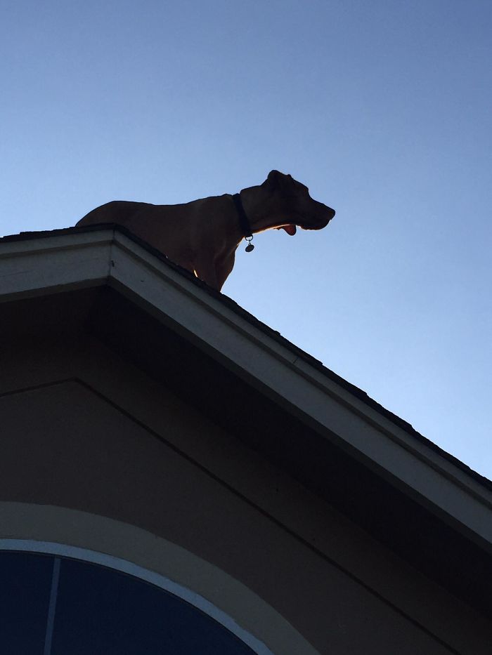 Dog Waits For His Owner To Arrive Home In A Unique Way, And It's Hilarious Dog Waits For His Owner To Arrive Home In A Unique Way, And It's Hilarious
