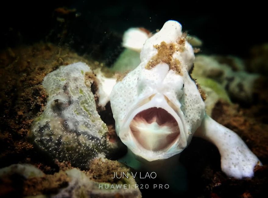 Huawei P20 Pro Goes Diving And Takes Underwater Photos Of The Tiny Ocean Wildlife Huawei P20 Pro Goes Diving And Takes Underwater Photos Of The Tiny Ocean Wildlife