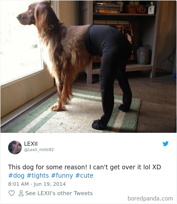 Hilarious-Dog-Tweets
