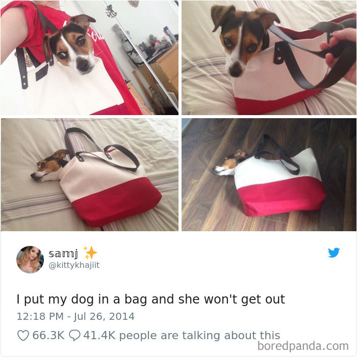 Hilarious-Dog-Tweets