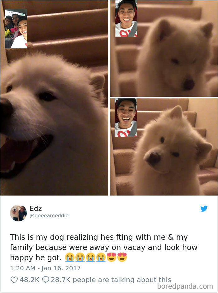 Hilarious-Dog-Tweets