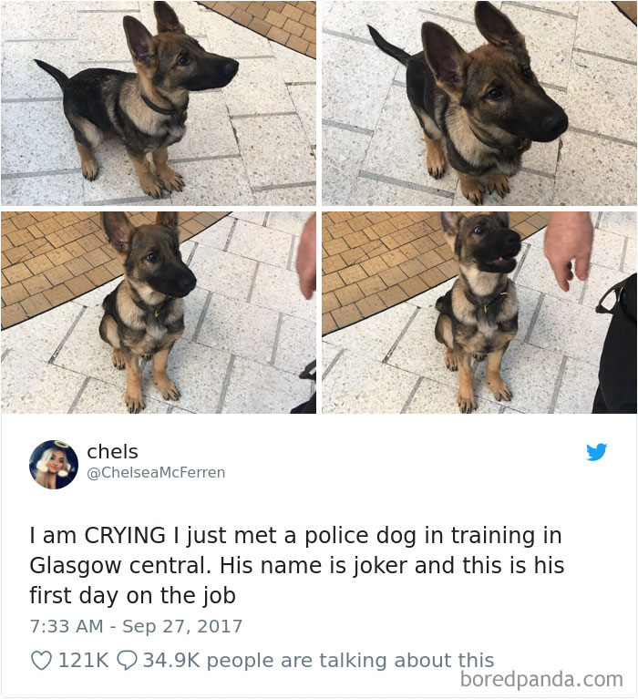 Hilarious-Dog-Tweets