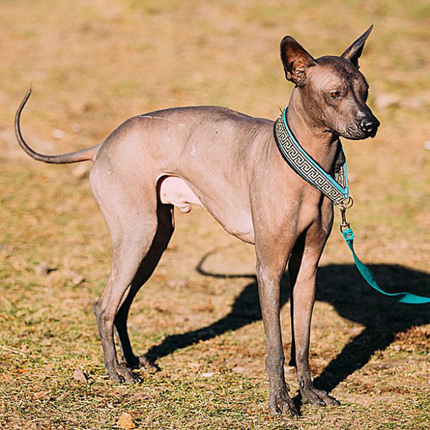Xoloitzcuintli
