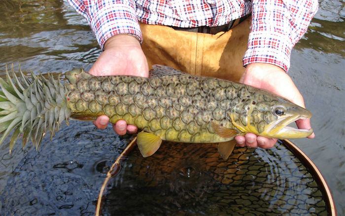 Animals Photoshopped Into Plants