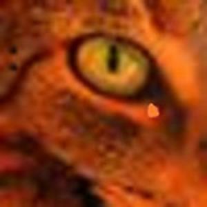 critter_chitters avatar