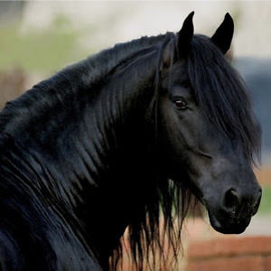 blackpegasus avatar