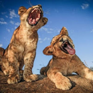 wanderngchopstcksii avatar