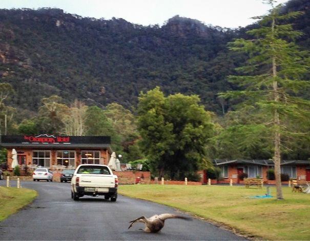 Kangaroo Fell Over Right When I Snapped This Pic