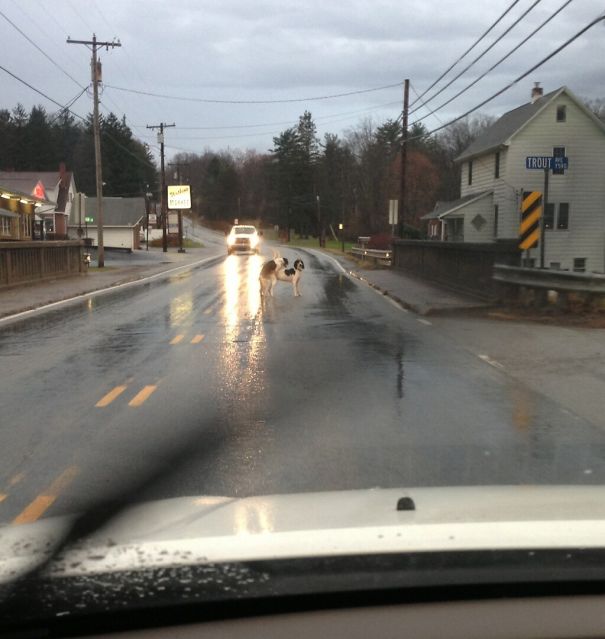 Got This Picture From My Cousin Today. She Said, "I Had To Stop On My Way To Classes For This!"