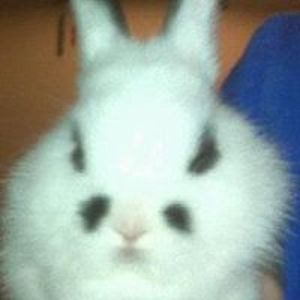 drobunny avatar