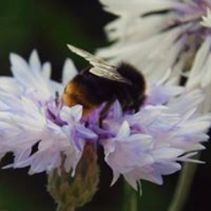 kellybranswijck avatar