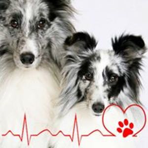 sheltie-cindy avatar