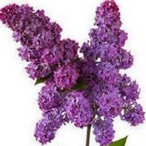 keithharrison avatar