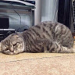 ahmadfauzibantara avatar