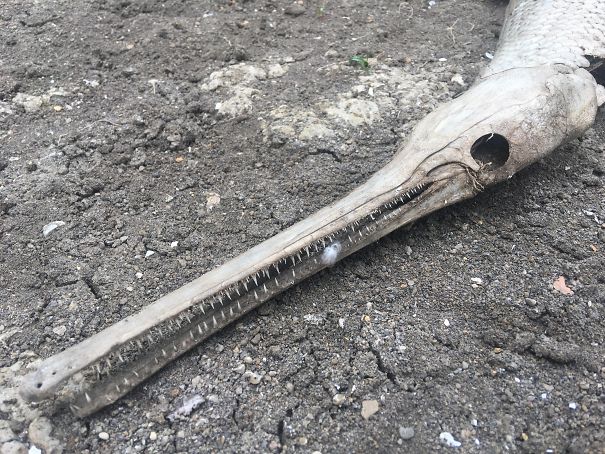 This Sick Washed Up Gar Skeleton I Found