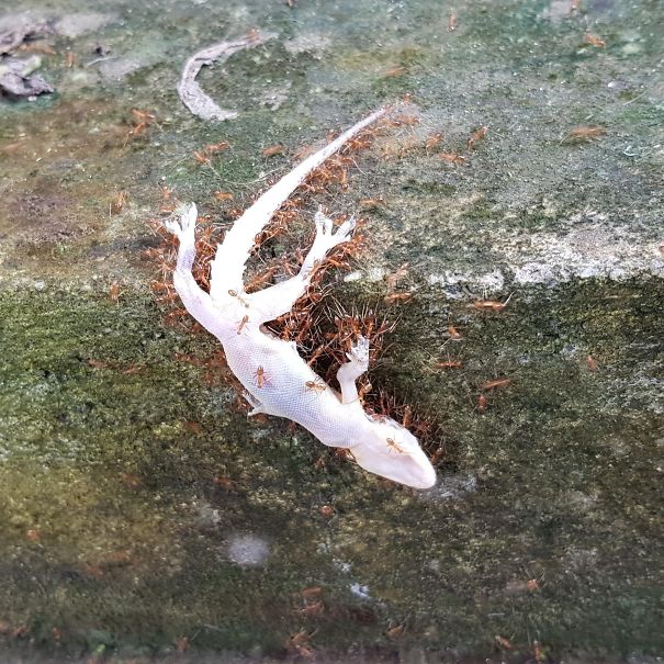 A Lizard On Its Final Journey