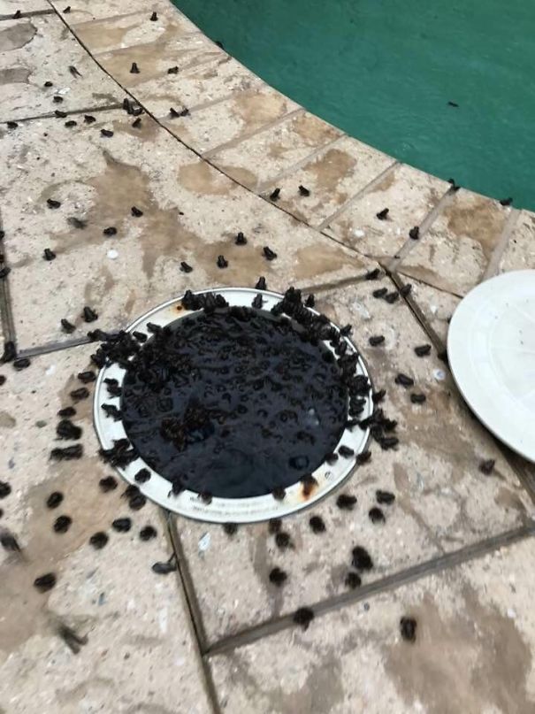 My Inlaws Are In A Bit Of A Froggy Situation Right Now