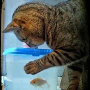 stefania_giudice avatar