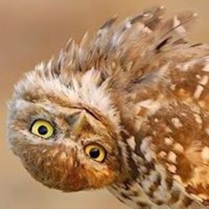 veronika_knoll avatar