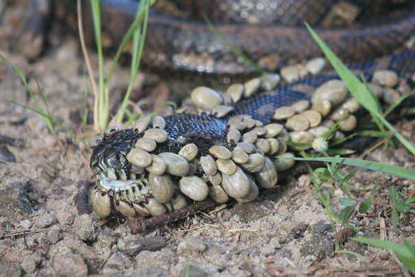 This Snake Covered In Ticks
