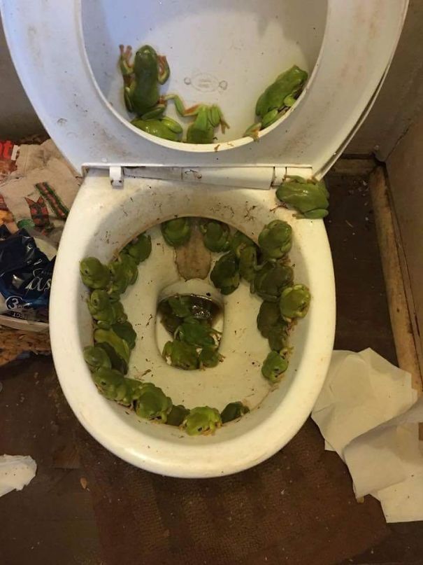 My Mum's Toilet After A Recent Flood