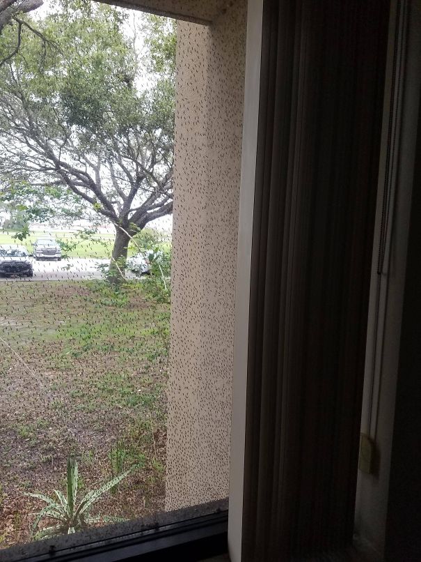 Thousands Of Mosquitos Outside Of My Window At Work