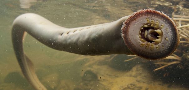The Lamprey Fish
