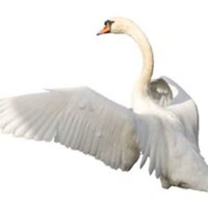 douglas_spence avatar