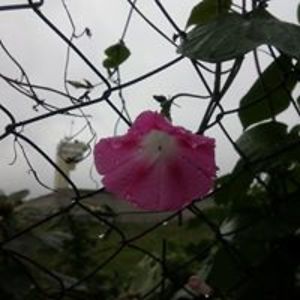 helenahiwatari avatar