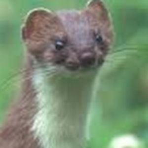 theweasel_1 avatar