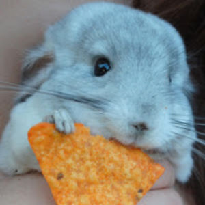 barnabuslansing avatar