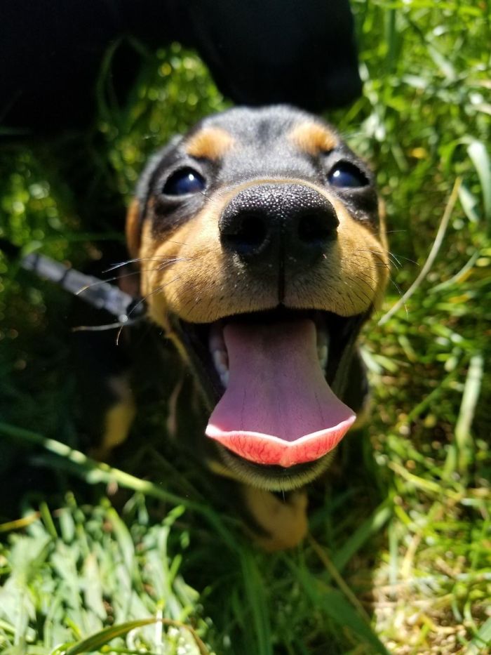 Adorable puppy with a big smile and shiny eyes, standing on green grass.