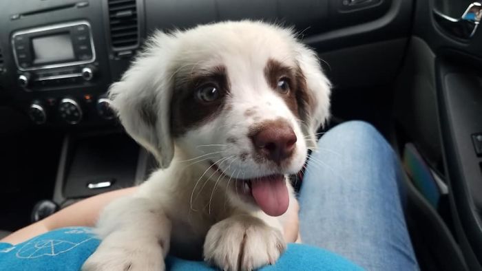 Cute puppy with playful expression in a car, showcasing its fluffy white and brown fur.