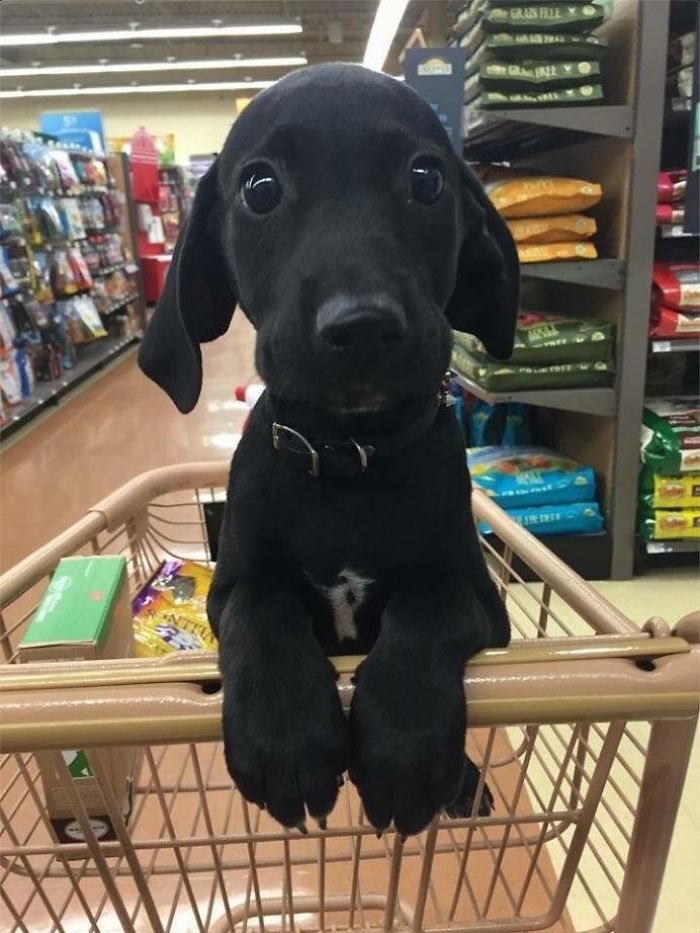 Cute puppy sitting in a shopping cart, looking up adorably, surrounded by pet supplies.